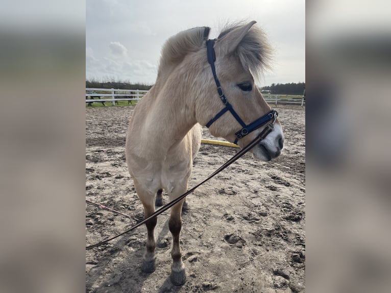 Fjordhästar Valack 16 år 140 cm in Bramstedtlund