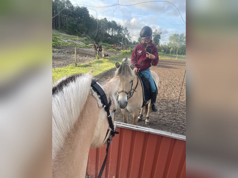 Fjordhästar Valack 16 år 140 cm in Bramstedtlund