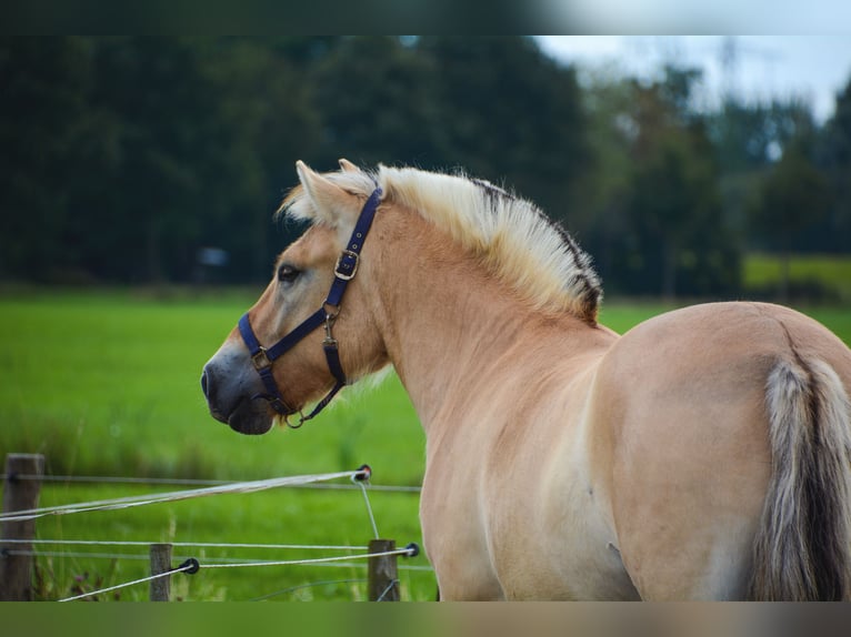 Fjordhästar Valack 2 år 150 cm in Zwolle