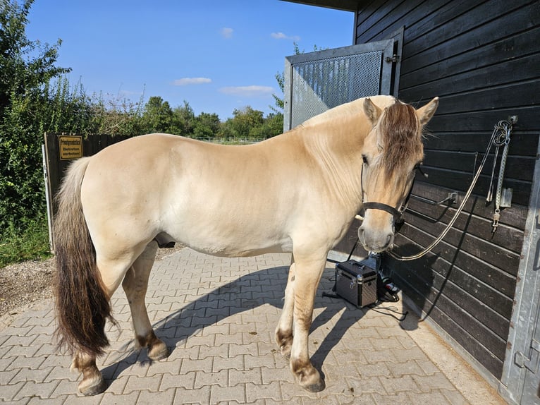 Fjordhästar Valack 5 år 144 cm Black in Mannheim