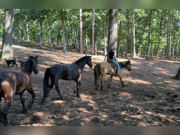 Fjordhästar Blandning Valack 6 år 157 cm Black in Clover, SC