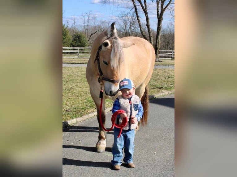 Fjordhästar Valack 8 år Black in Allentown, NJ