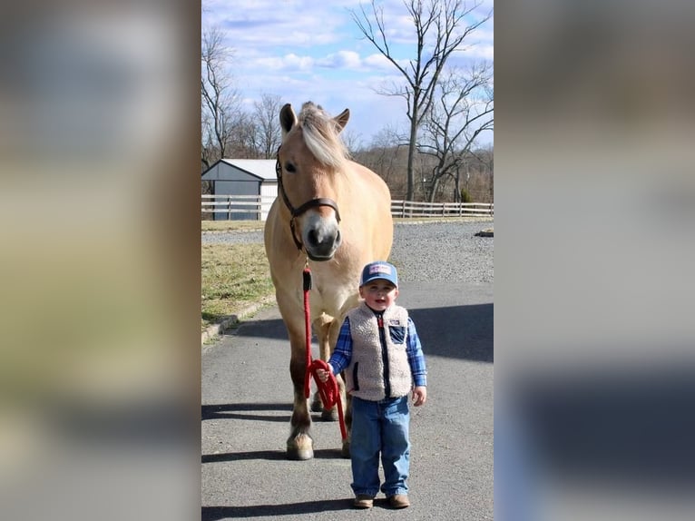 Fjordhästar Valack 8 år Black in Allentown, NJ