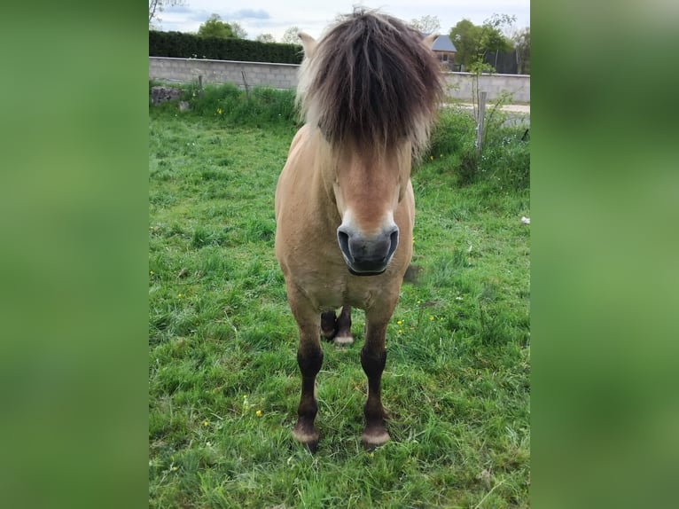Fjordpferde Hengst 10 Jahre 130 cm Falbe in La Fage-Saint-Julien