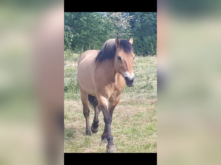 Fjordpferde Hengst 1 Jahr 130 cm Falbe in H&#xFC;nxe