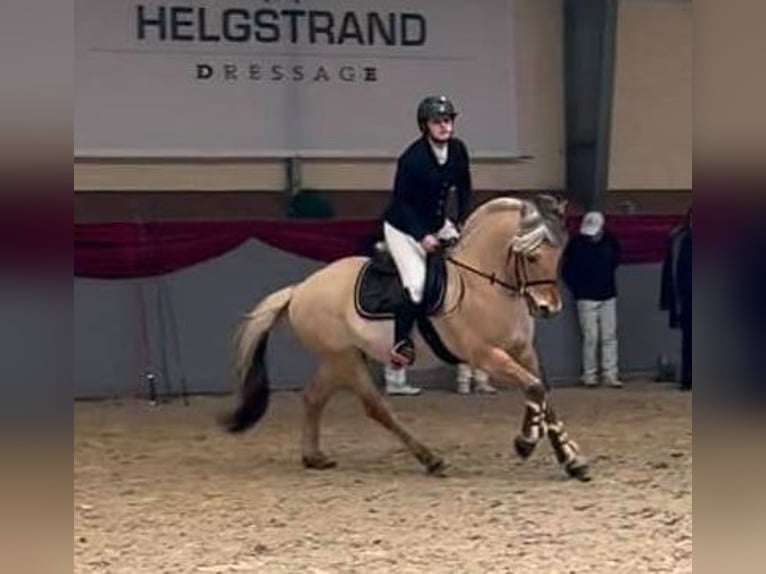 Fjordpferde Hengst 1 Jahr 150 cm Falbe in Lębork