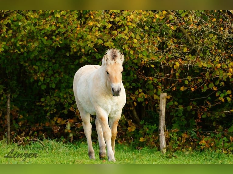 Fjordpferde Hengst 1 Jahr 150 cm Falbe in Remscheid