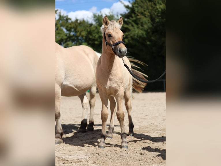 Fjordpferde Hengst 1 Jahr Falbe in Grünberg