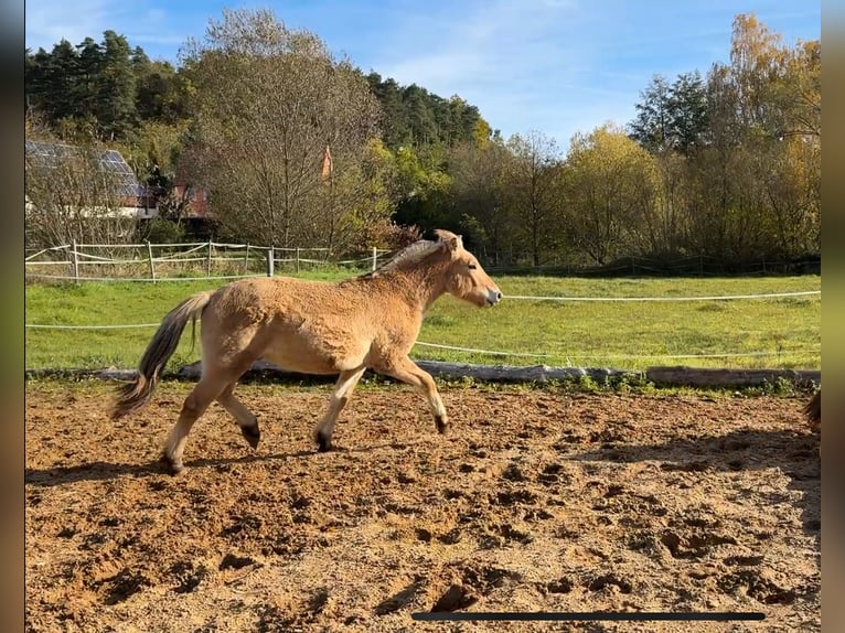 Fjordpferde Hengst 1 Jahr Falbe in Neuendettelsau