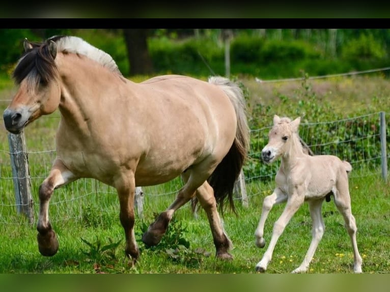 Fjordpferde Hengst 1 Jahr Falbe in Flethsee