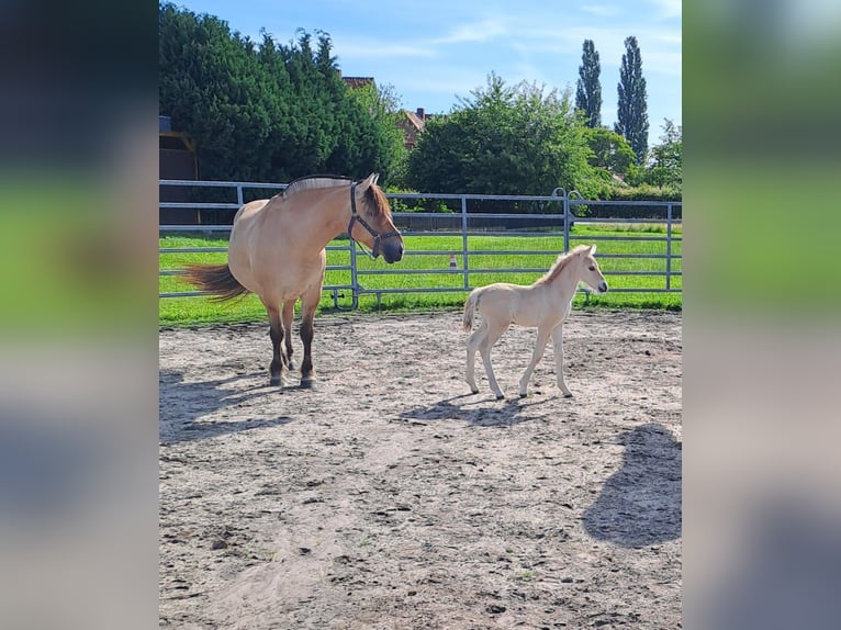 Fjordpferde Hengst 1 Jahr in Hohne