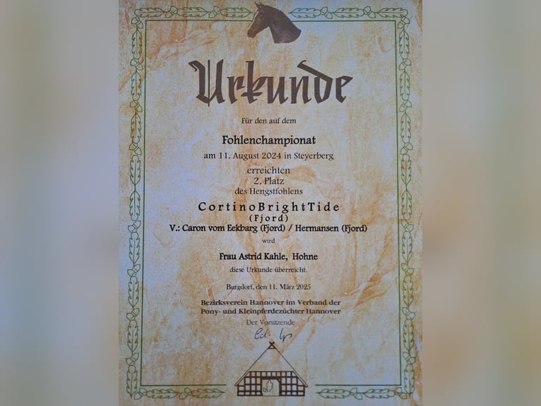 Fjordpferde Hengst 1 Jahr in Hohne