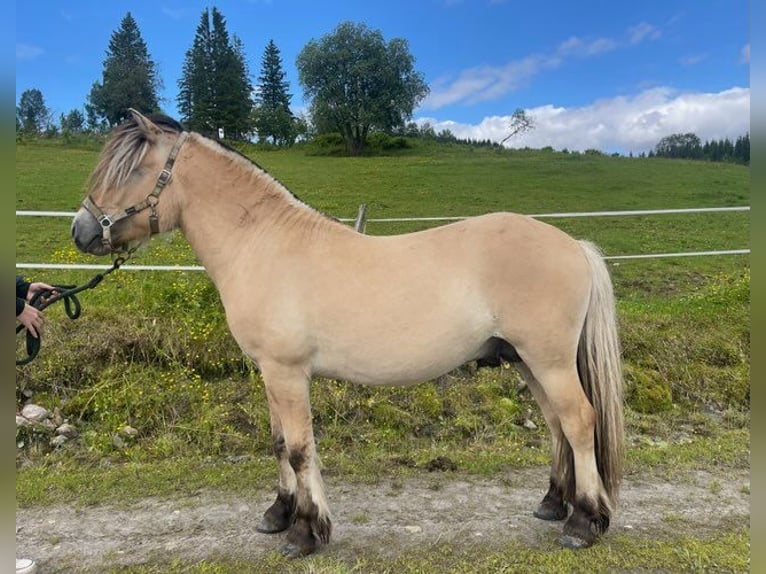 Fjordpferde Hengst 2 Jahre 138 cm in Elsfjord