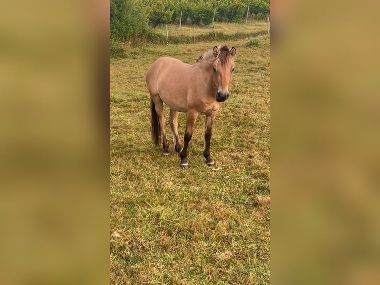 Fjordpferde Hengst 2 Jahre 140 cm Falbe in St. Urban