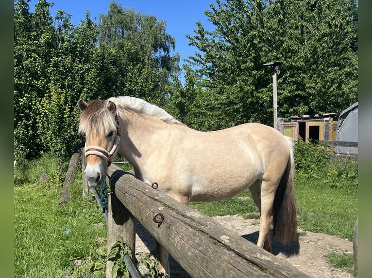 Fjordpferde Hengst 2 Jahre 147 cm Falbe in Bonn