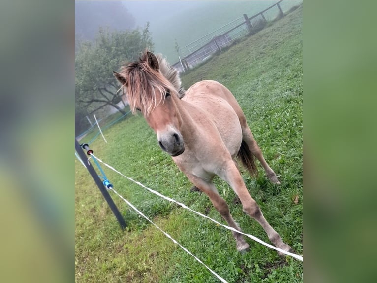 Fjordpferde Hengst 2 Jahre Falbe in Purgstall