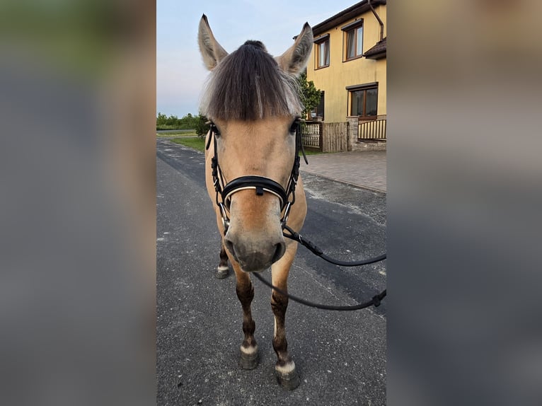 Fjordpferde Hengst 3 Jahre 133 cm Falbe in Z&#x142;otk&#xF3;w