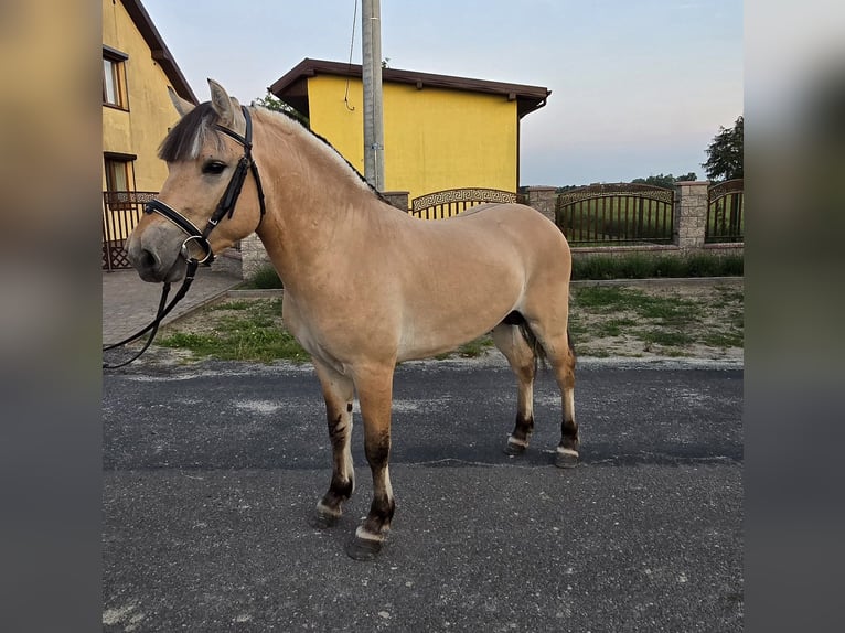 Fjordpferde Hengst 3 Jahre 133 cm Falbe in Z&#x142;otk&#xF3;w