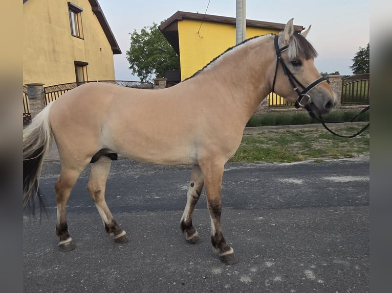 Fjordpferde Hengst 3 Jahre 133 cm Falbe in Z&#x142;otk&#xF3;w