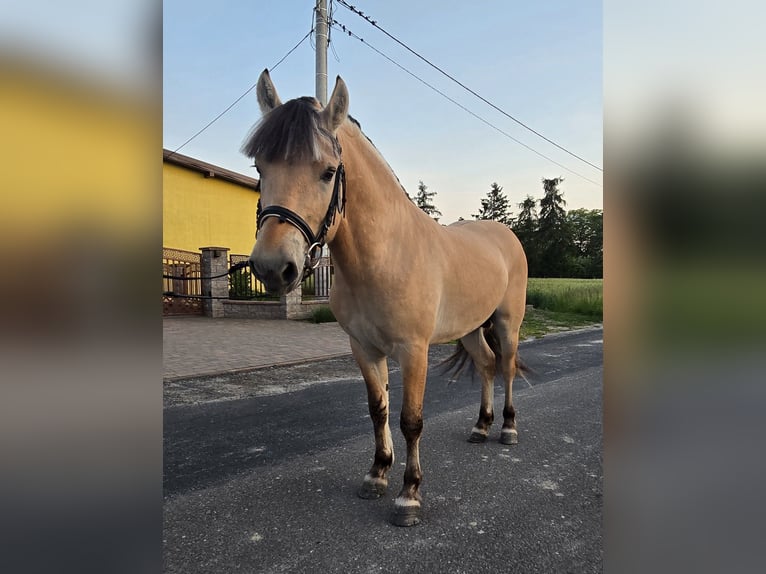 Fjordpferde Hengst 3 Jahre 133 cm Falbe in Z&#x142;otk&#xF3;w