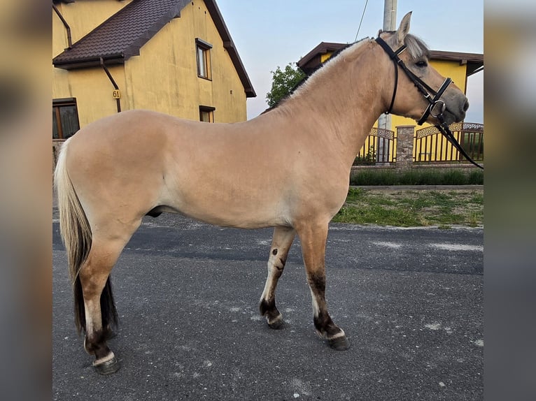Fjordpferde Hengst 3 Jahre 133 cm Falbe in Z&#x142;otk&#xF3;w