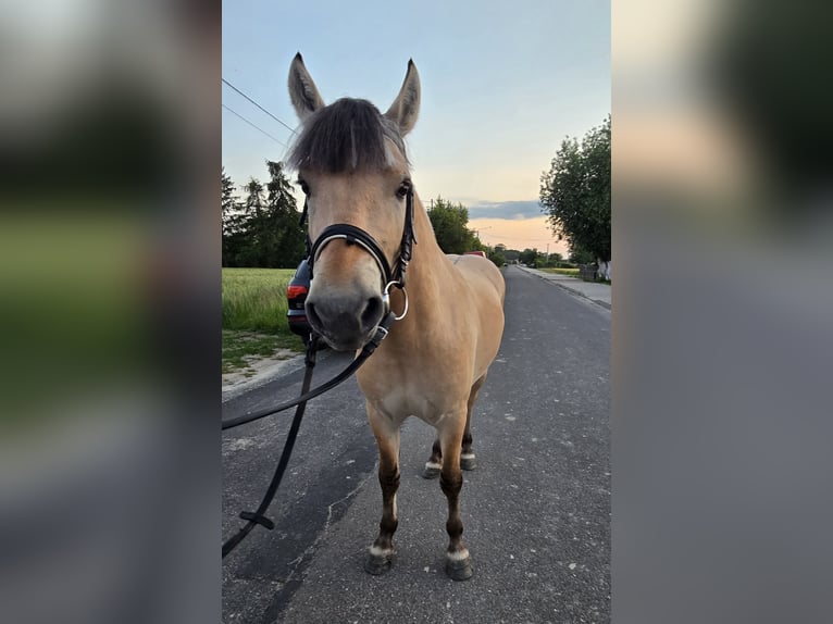 Fjordpferde Hengst 3 Jahre 133 cm Falbe in Z&#x142;otk&#xF3;w
