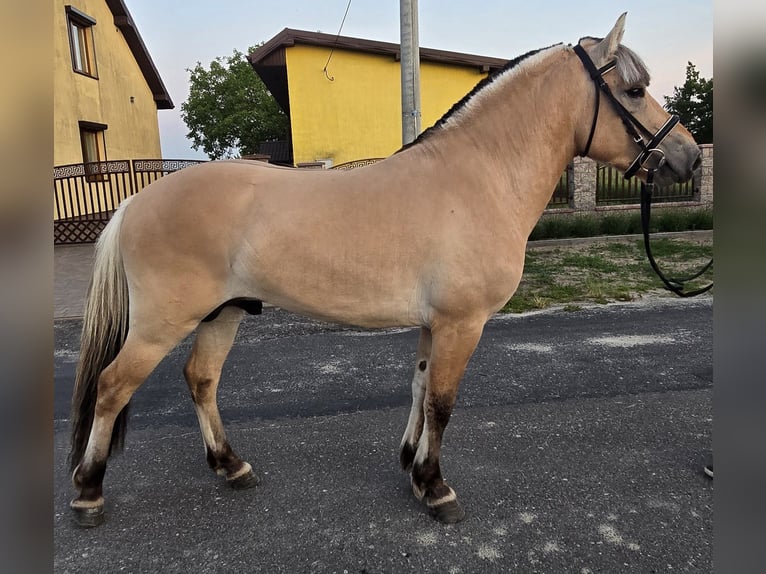 Fjordpferde Hengst 3 Jahre 133 cm Falbe in Z&#x142;otk&#xF3;w