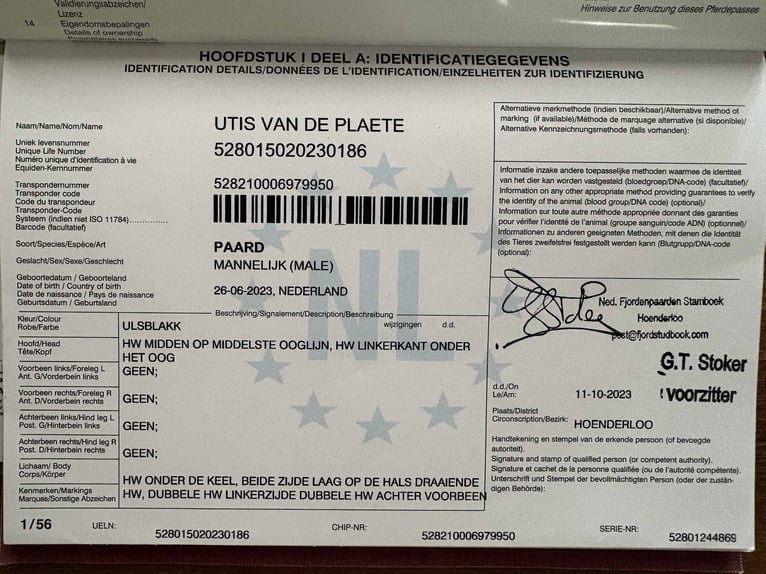 Fjordpferde Hengst 3 Jahre 143 cm White in Beek en Donk