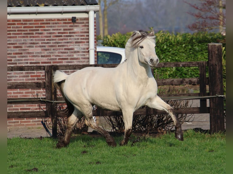 Fjordpferde Hengst 3 Jahre 143 cm White in Beek en Donk