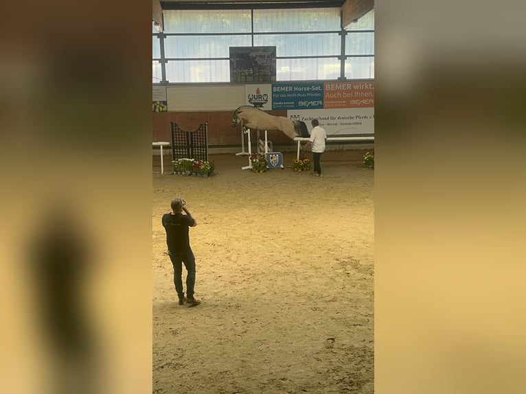 Fjordpferde Hengst 3 Jahre 147 cm White in RietbergRietberg