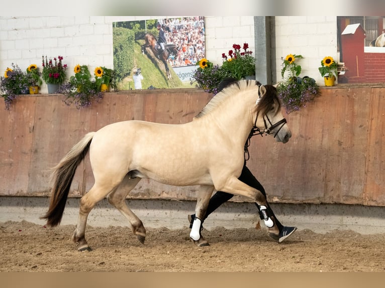 Fjordpferde Hengst 3 Jahre 147 cm White in RietbergRietberg