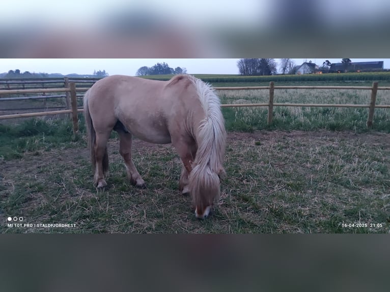 Fjordpferde Hengst 5 Jahre 140 cm Red Dun in N&#xF8;rager