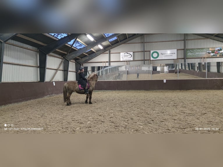 Fjordpferde Hengst 5 Jahre 140 cm Red Dun in N&#xF8;rager