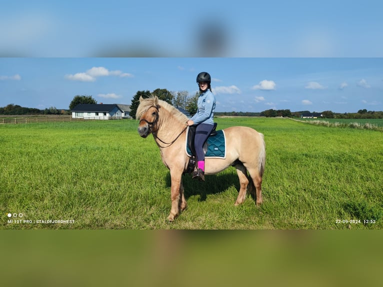 Fjordpferde Hengst 5 Jahre 140 cm Red Dun in N&#xF8;rager