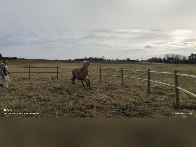 Fjordpferde Hengst 5 Jahre 140 cm Red Dun in N&#xF8;rager