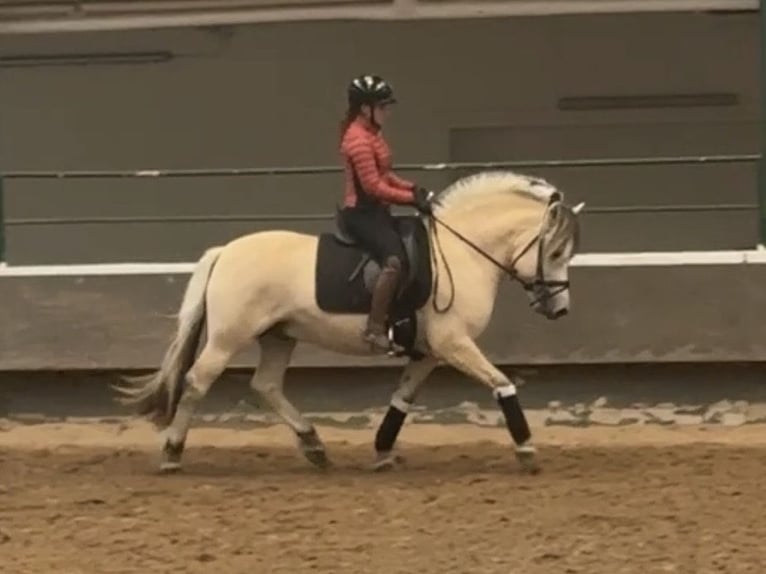 Fjordpferde Hengst 5 Jahre 147 cm  in Nortorf