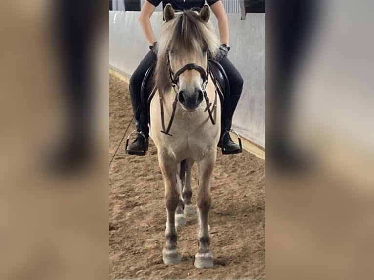 Fjordpferde Hengst 8 Jahre 147 cm in Norderstedt