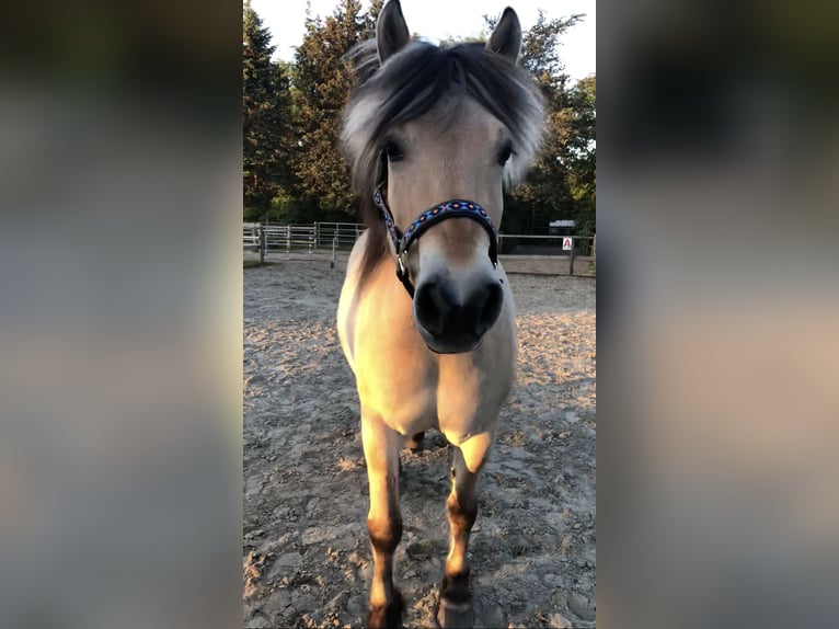 Fjordpferde Hengst 8 Jahre 147 cm in Norderstedt