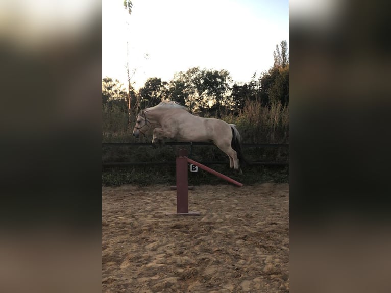 Fjordpferde Hengst 8 Jahre 147 cm in Norderstedt
