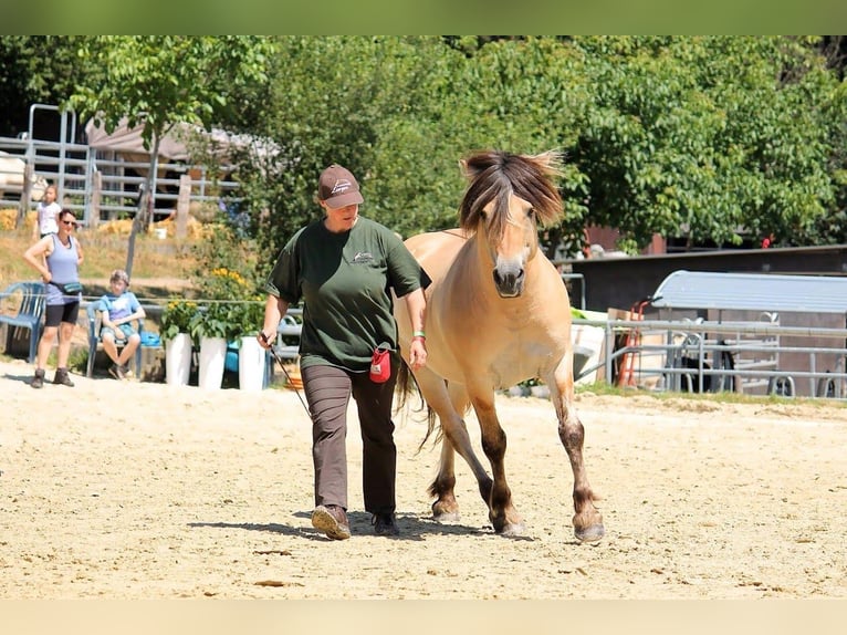 Fjordpferde Hengst Falbe in Remscheid
