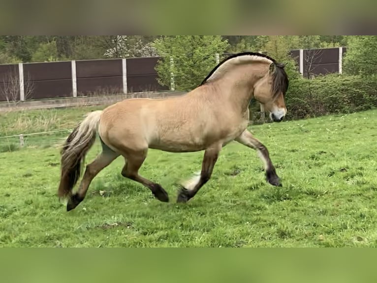 Fjordpferde Hengst Falbe in Remscheid