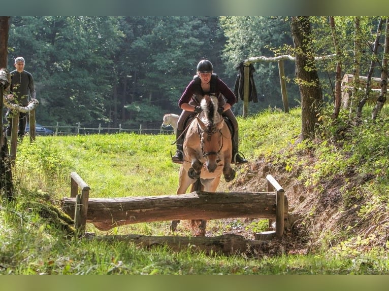 Fjordpferde Hengst Falbe in Remscheid