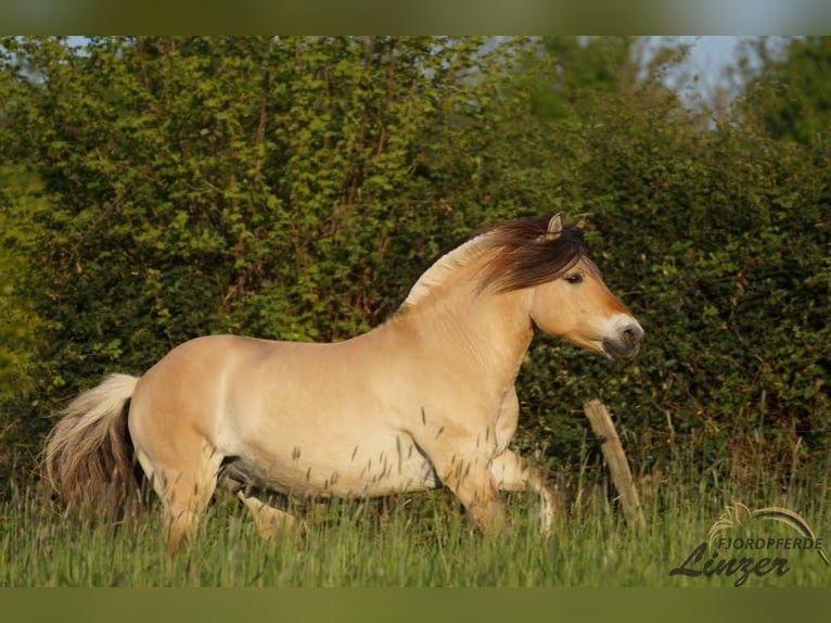 Fjordpferde Hengst Falbe in Remscheid