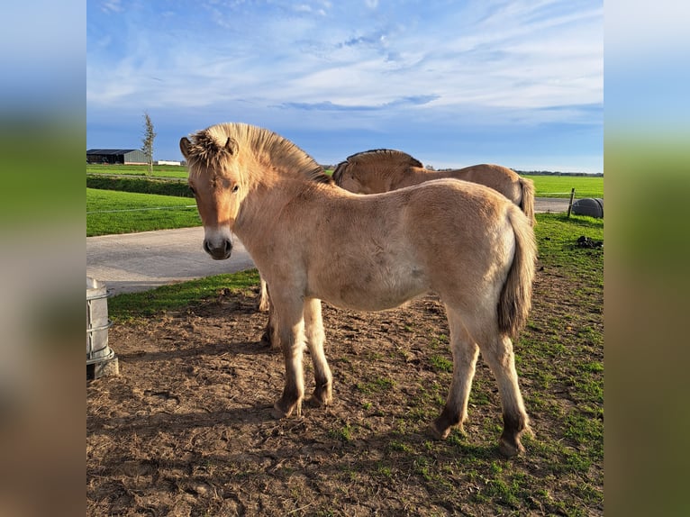 Fjordpferde Hengst Fohlen (06/2025) 145 cm Falbe in Hellouw