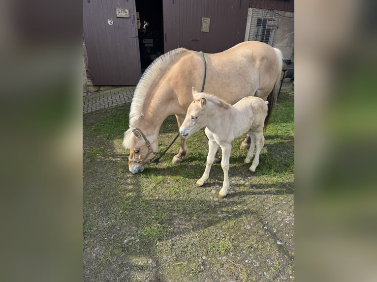 Fjordpferde Hengst Fohlen (05/2026) 148 cm Falbe in Marsberg- Giershagen