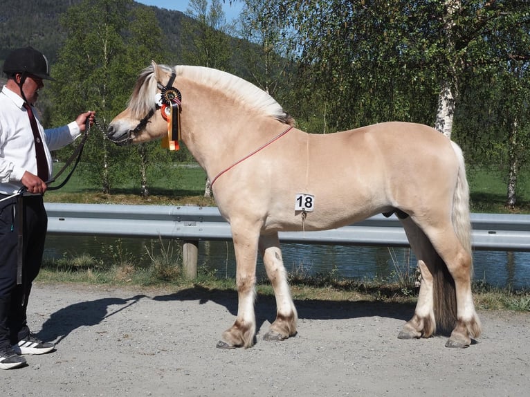 Fjordpferde Hengst Fohlen (05/2026) 148 cm Falbe in Dingen