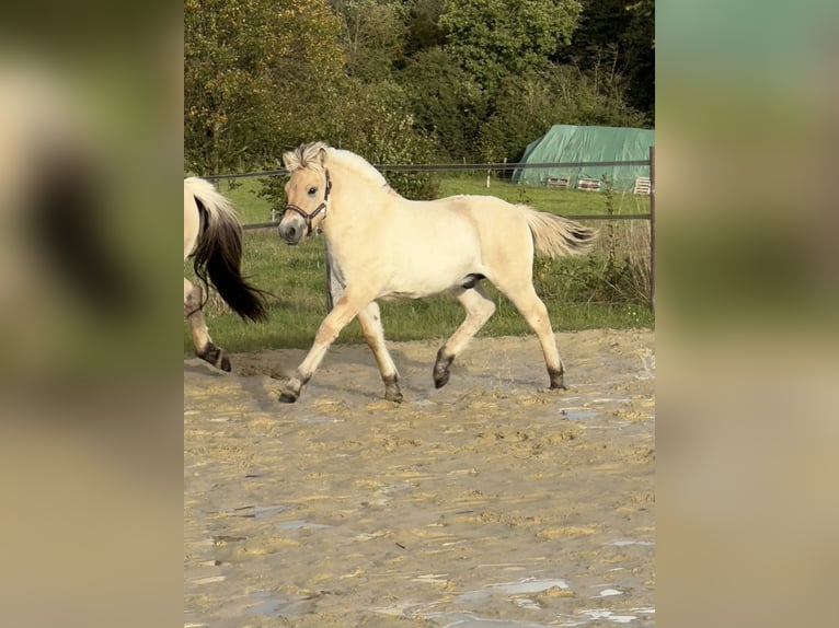 Fjordpferde Hengst Fohlen (05/2025) 150 cm Falbe in Remscheid