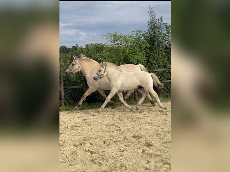Fjordpferde Hengst Fohlen (05/2025) 150 cm Falbe in Remscheid