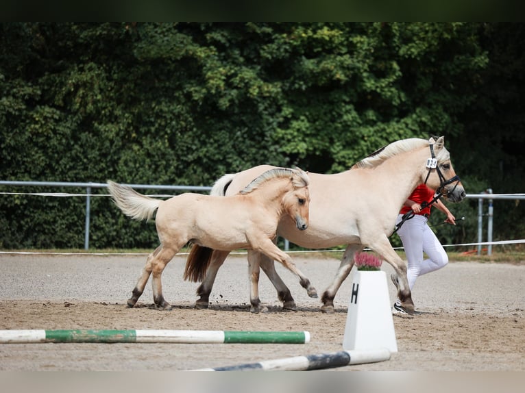Fjordpferde Hengst Fohlen (05/2025) Falbe in Gr&#xFC;nberg