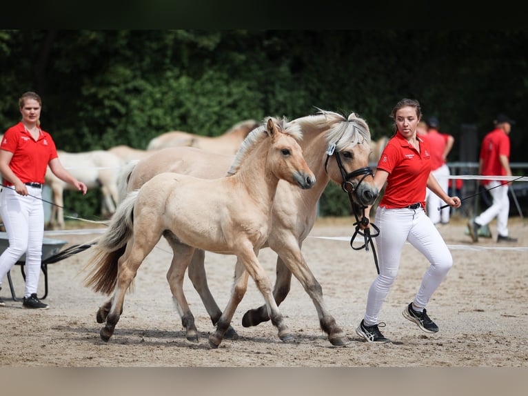 Fjordpferde Hengst Fohlen (05/2025) Falbe in Gr&#xFC;nberg